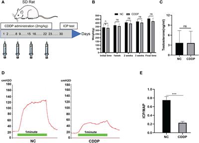 Cisplatin causes erectile dysfunction by decreasing endothelial and smooth muscle content and inducing cavernosal nerve senescence in rats